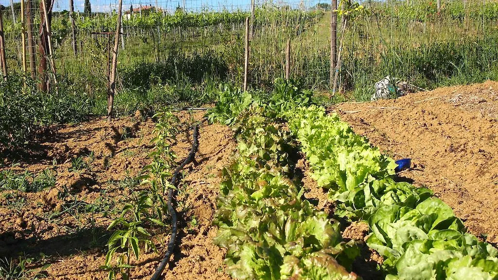 Agriturismo La Terra Valiano